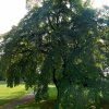 zuckertuetenbaum_langteich